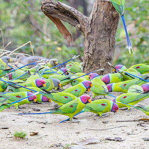 2025-04-03 16 Plum-headed Parakeets.jpg
