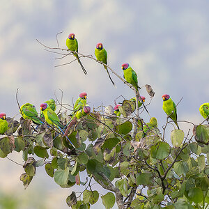 2025-04-03 23 Plum-headed Parakeets.jpg