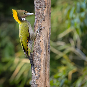 2025-04-03 160 Greater Yellownape.jpg