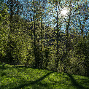 Wald.jpg