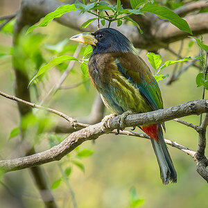 2025-04-03 179 Great Barbet.jpg
