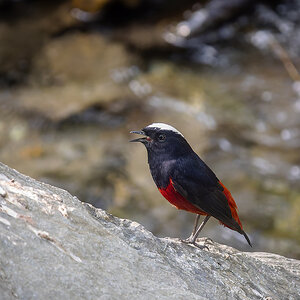 2025-04-03 182 White-capped Redstart.jpg