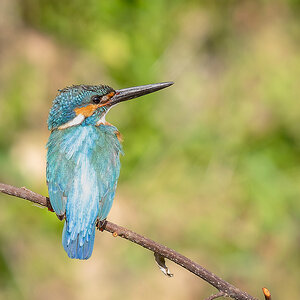 2025-04-03 187 Common Kingfisher.jpg