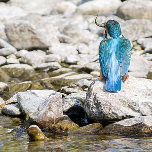 2025-04-03 194 Common Kingfisher with Fish.jpg