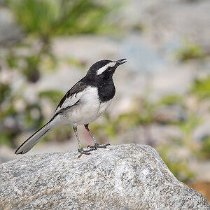 2025-04-03 198 White-browed Wagtail.jpg