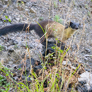 2025-04-03 225 Yellow-throated Marten.jpg