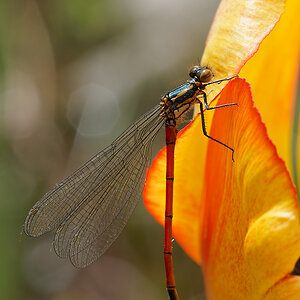 N4214015nikon.jpg
