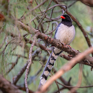 2025-04-04 010 Red-billed Blue Magpie.jpg