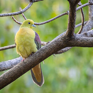 2025-04-04 012 Wedge-tailed Green Pigeon.jpg