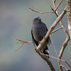 2025-04-04 013 Black-winged Cuckooshrike.jpg