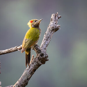 2025-04-04 016 Lesser Yellownape.jpg