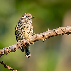 2025-04-04 024 Speckled Piculet.jpg