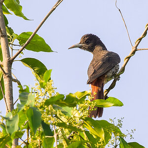 2025-04-04 025 Maroon Oriole.jpg