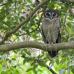 2025-04-04 037 Brown Wood Owl.jpg