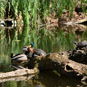 DSC_3295.JPG