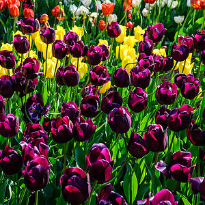 Tulpen2.jpg