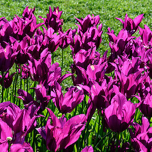 Tulpen.jpg