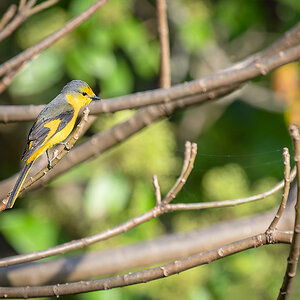 2025-04-04 038 Female Scarlet Minivet.jpg