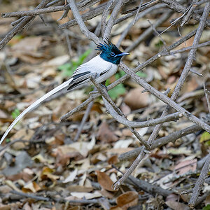 2025-04-04 046 Indian Paradise Flycatcher.jpg