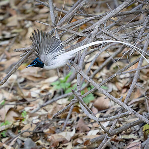 2025-04-04 053 Indian Paradise Flycatcher in Flight.jpg