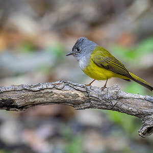 2025-04-04 104 Grey-headed Canary Flycatcher.jpg