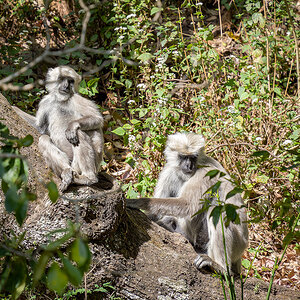 2025-04-04 144 Tarai Grey Langurs.jpg
