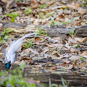 2025-04-04 060 Indian Paradise Flycatcher Drinking.jpg