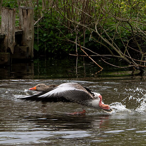DSC_6403.jpg