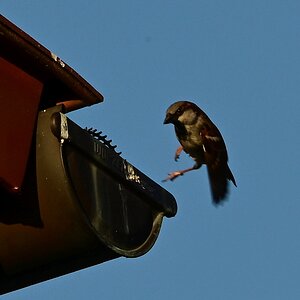Spatz3_Zf_Firmwareupdate.jpg
