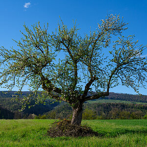 Baum.jpg