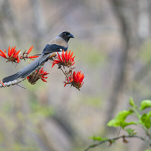 2025-04-04 190 Grey Treepie.jpg