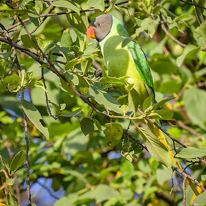 2025-04-05 08 Slaty-headed Parakeet.jpg