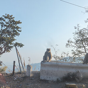 2025-04-02 14 Monkeys.jpg