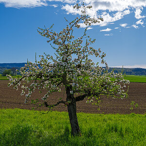Apfelbaum.jpg