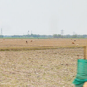 2025-04-06 03 Field.jpg