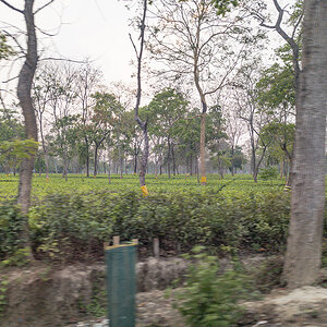 2025-04-06 04 Tea Plantation.jpg