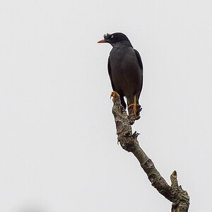 2025-04-07 002 Jungle Myna.jpg