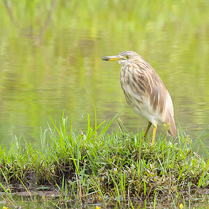 2025-04-07 020 Indian Pond Heron.jpg