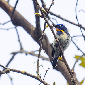 2025-04-08 030 Sapphire Flycatcher.jpg