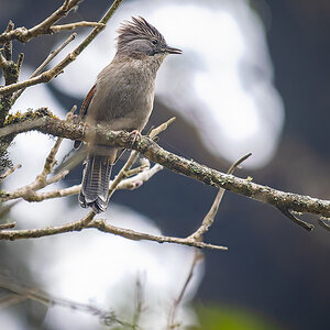 2025-04-09 039 Hoary-throated Barwing.jpg