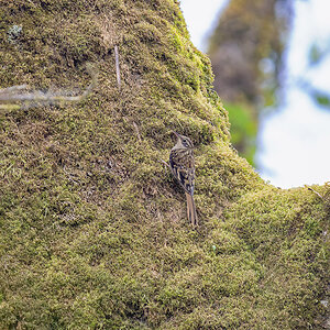 2025-04-09 051 Sikkim Treecreeper.jpg