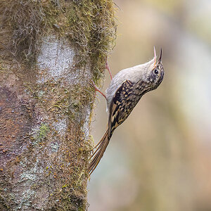 2025-04-09 052 Sikkim Treecreeper.jpg