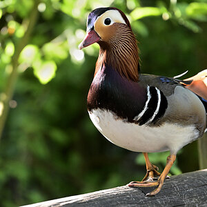 WKZ_4269_NF.JPG