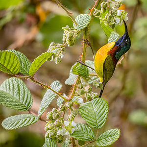 2025-04-10 025 Green-tailed Sunbird.jpg
