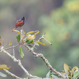 2025-04-11 05 Crested Bunting.jpg
