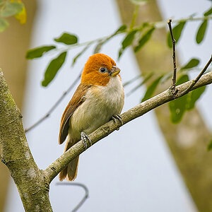 2025-04-11 13 White-breasted Parrotbill.jpg