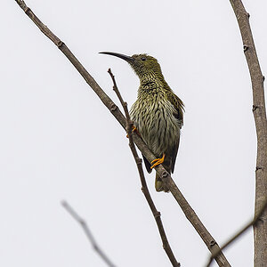 2025-04-11 16 Streaked Spiderhunter.jpg