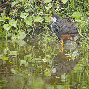 2025-04-11 33 White-breasted Waterhen.jpg