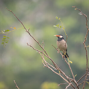 2025-04-11 34 Indian Pied Myna.jpg