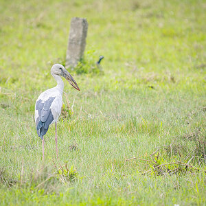 2025-04-11 42 Asian Openbill.jpg